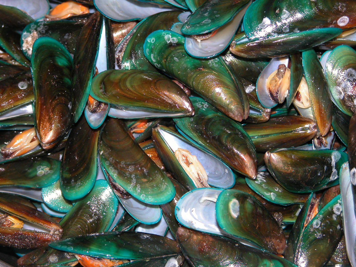 PURE Green Lipped Mussel Powder