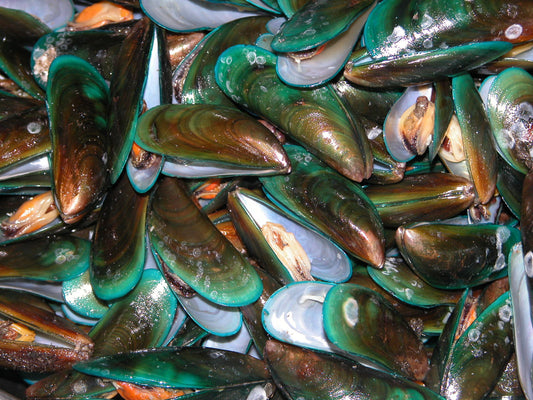 PURE Green Lipped Mussel Powder